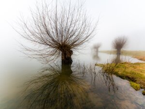Ad Witte