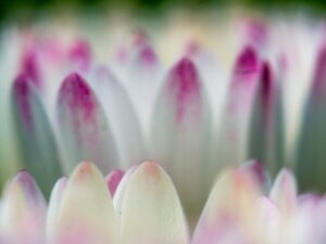 Bloemen
