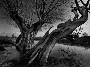 Natuur in zwart-wit