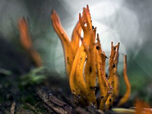Paddestoelen