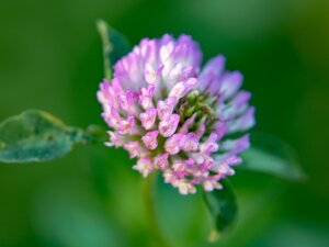 Bloemen