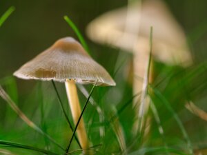 Paddenstoelen