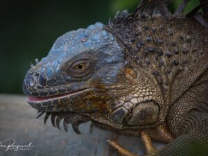 Reptielen
