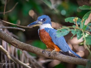 Vogels